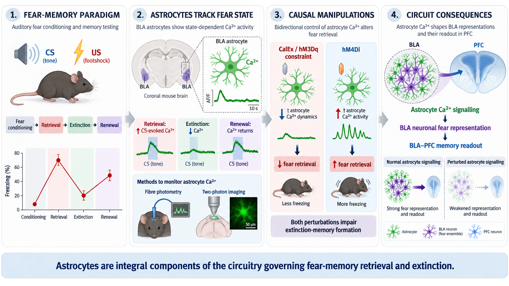 Graphical Abstract NC Chiacchierini