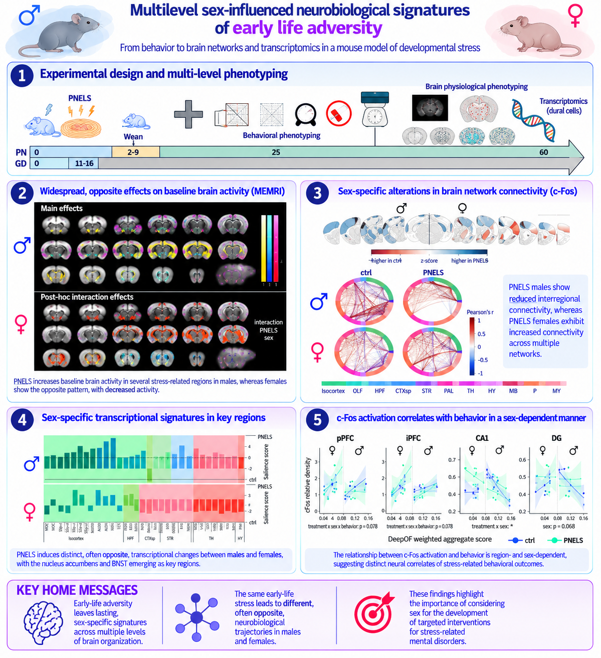 Graphical abstract